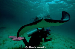 Menacing Stingray shot of very friendly rays.  My wife is... by Alan Manewitz 